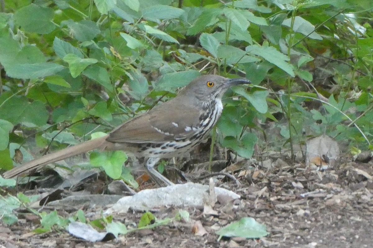 Long-billed Thrasher - ML638250439