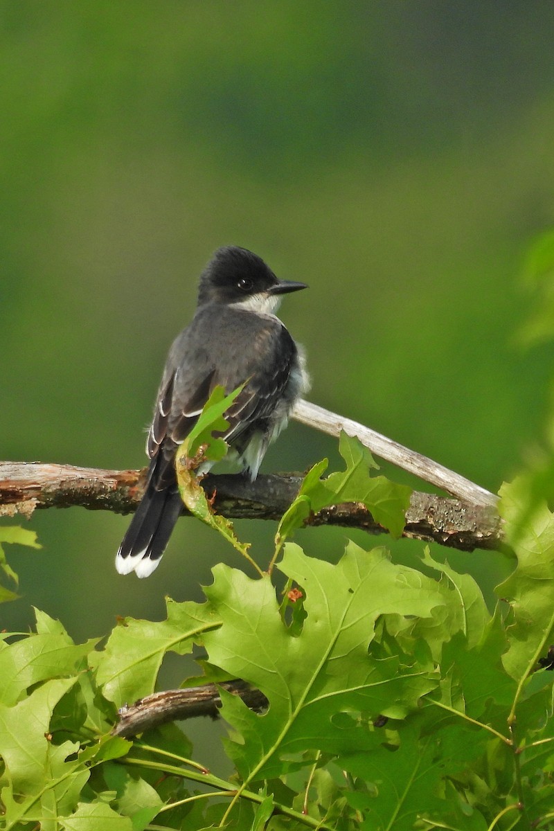 Eastern Kingbird - ML638250442