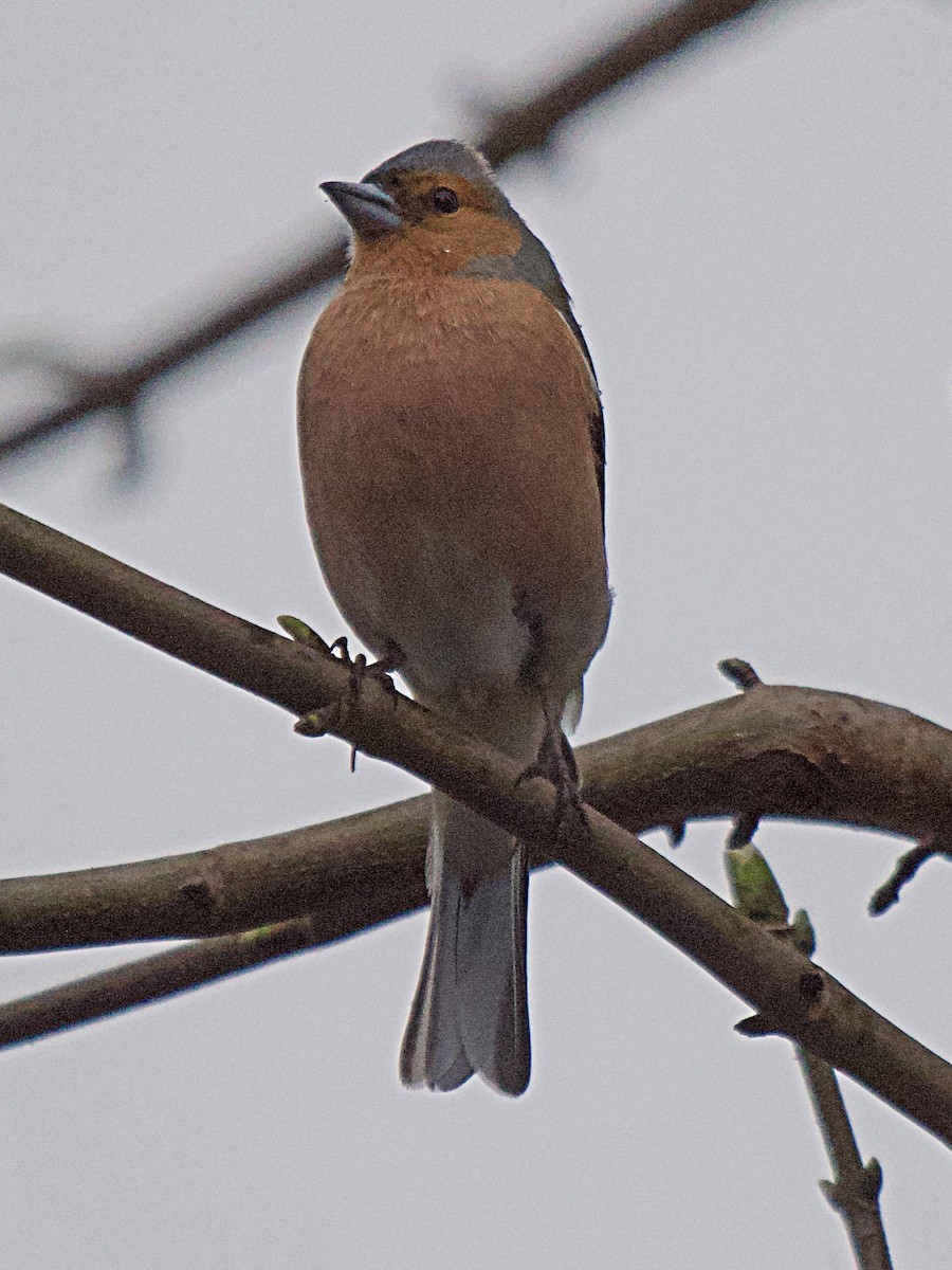 Common Chaffinch - ML638250456