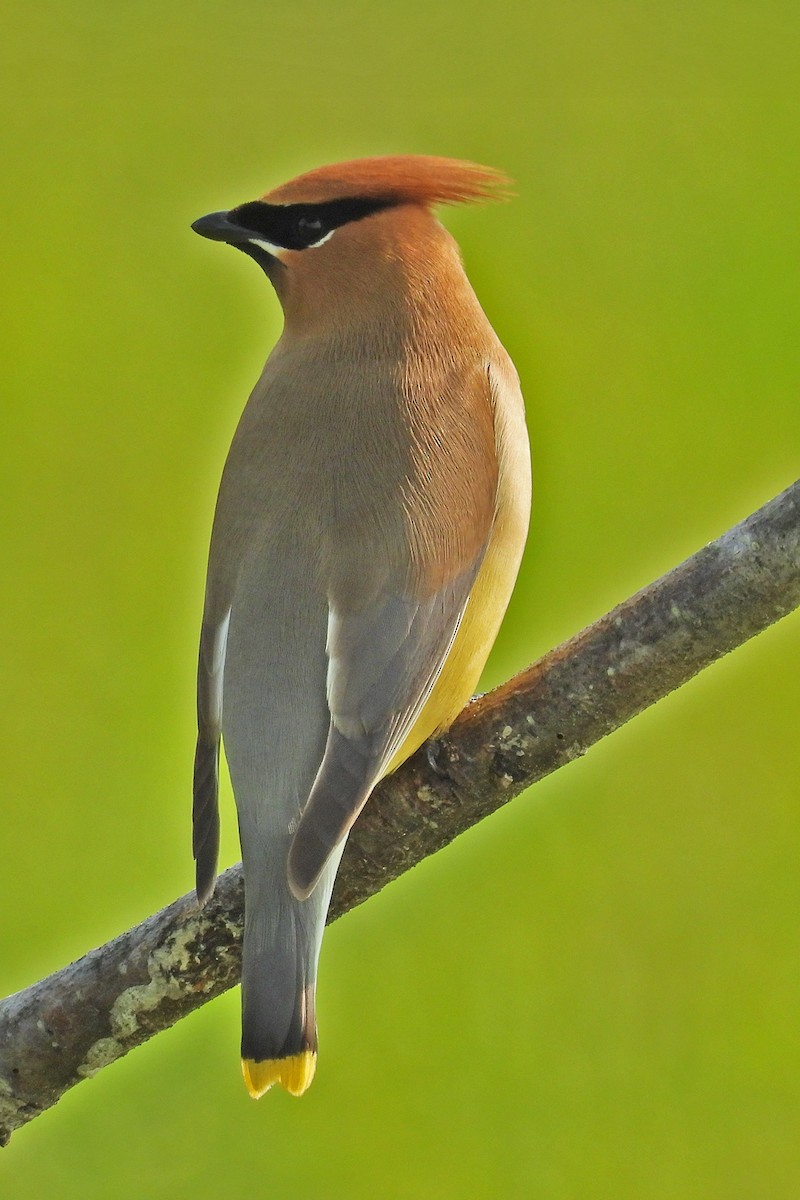 Cedar Waxwing - ML638250460
