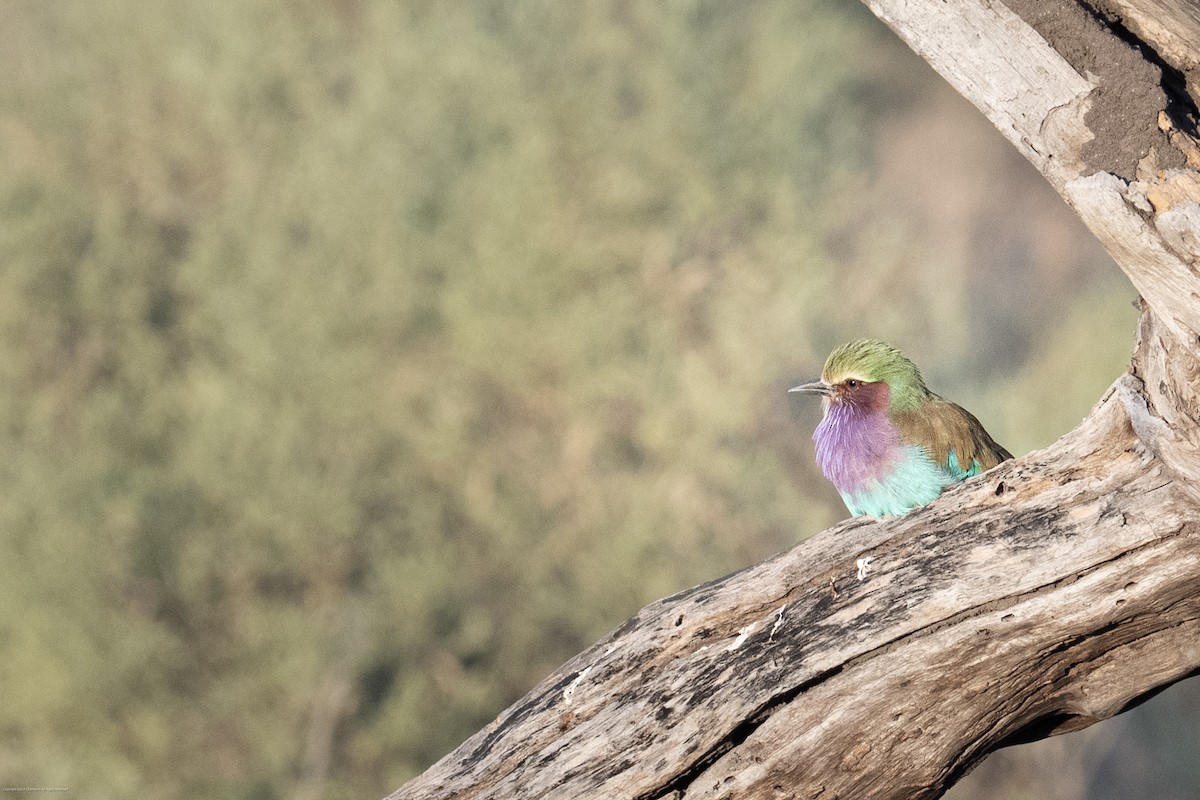 Lilac-breasted Roller - ML638250468