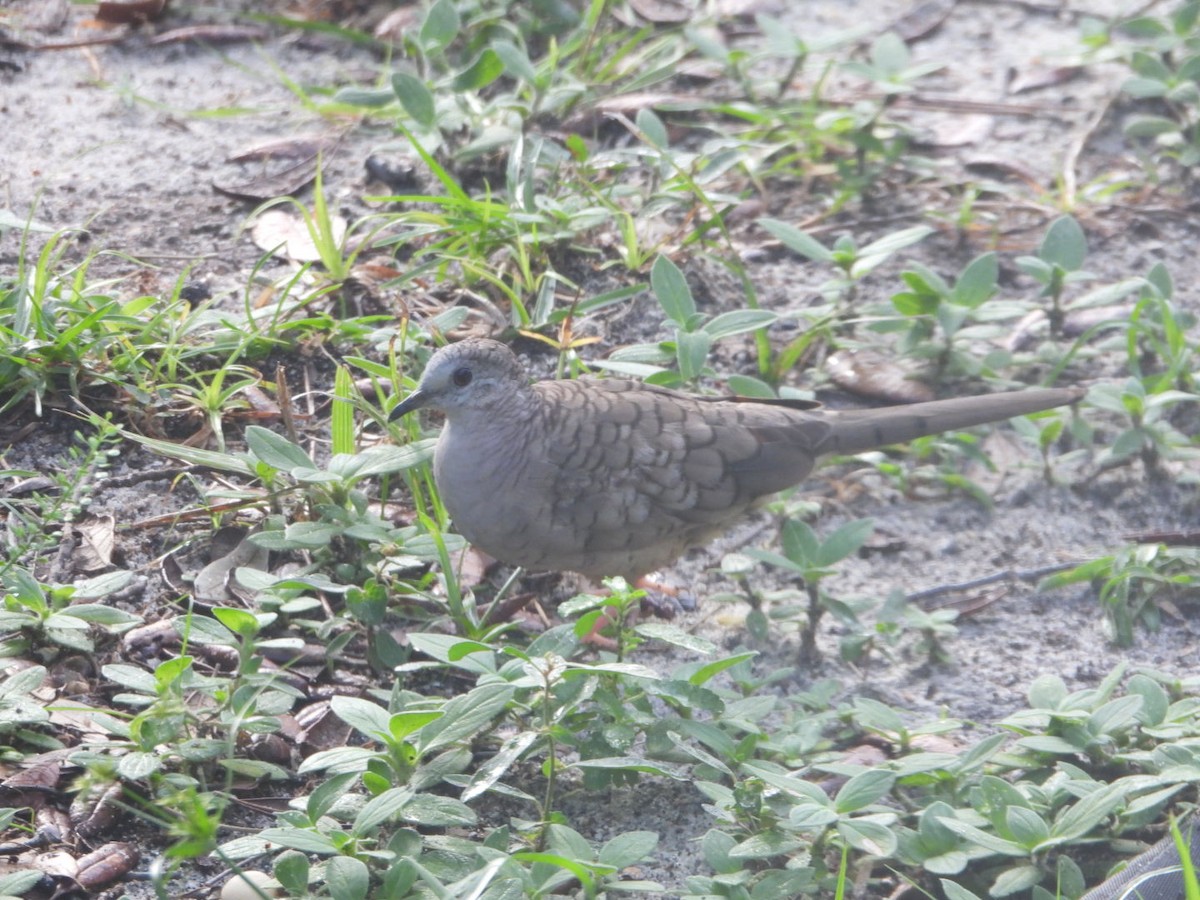 Inca Dove - ML638250471