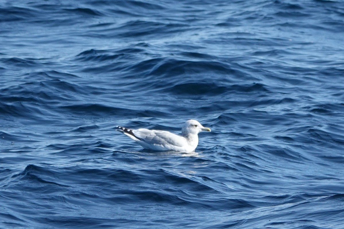 racek polární (ssp. thayeri/kumlieni) - ML638250475