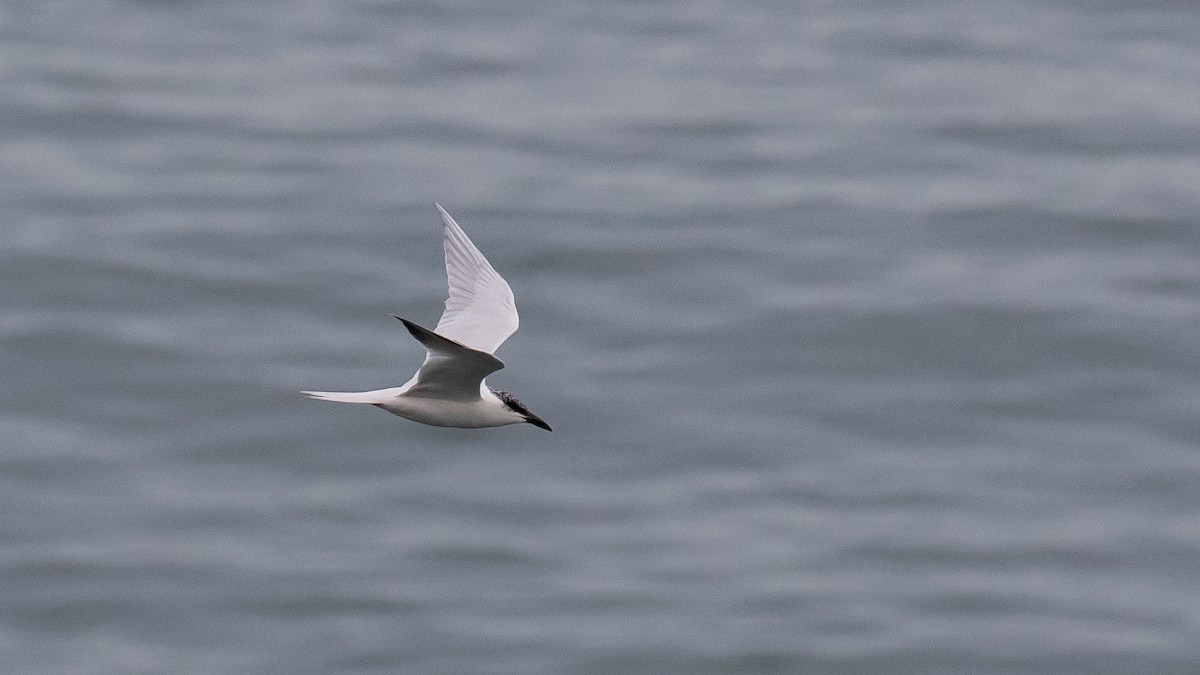 Australian Tern - ML638250480