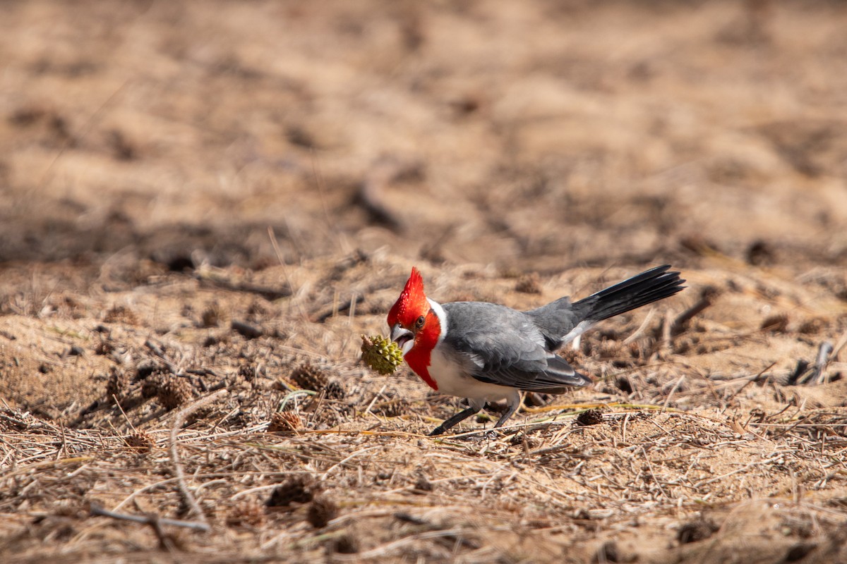 Red-crested Cardinal - ML638250483