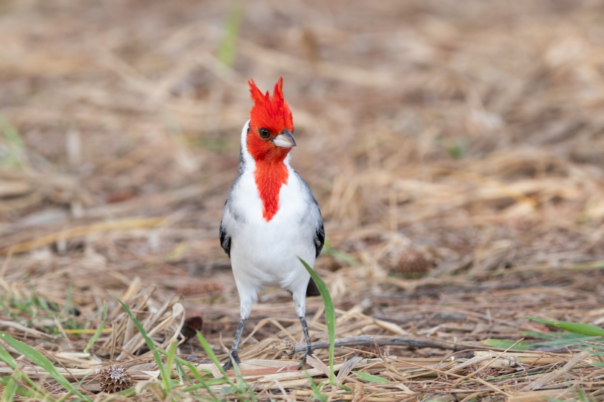 Red-crested Cardinal - ML638250484