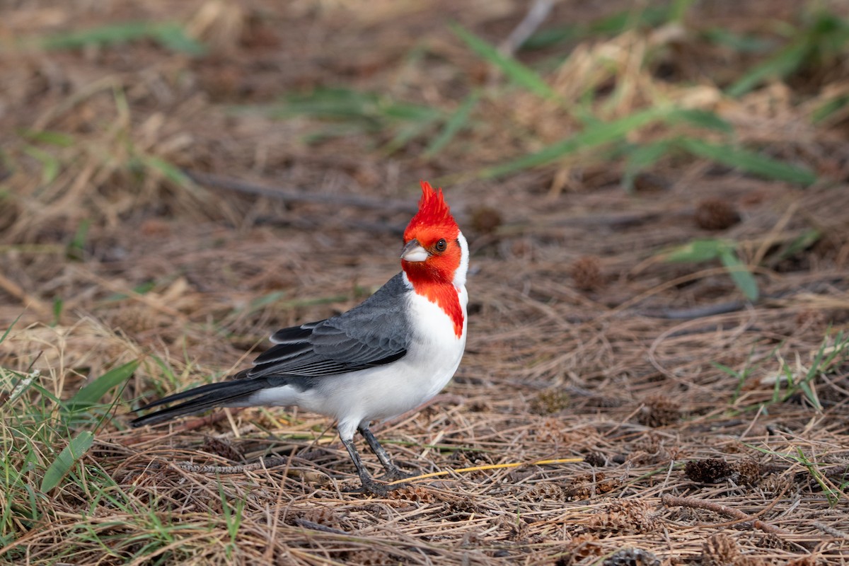 Red-crested Cardinal - ML638250485