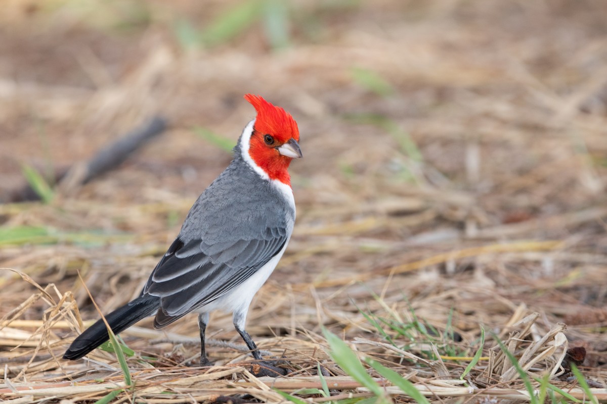 Red-crested Cardinal - ML638250486