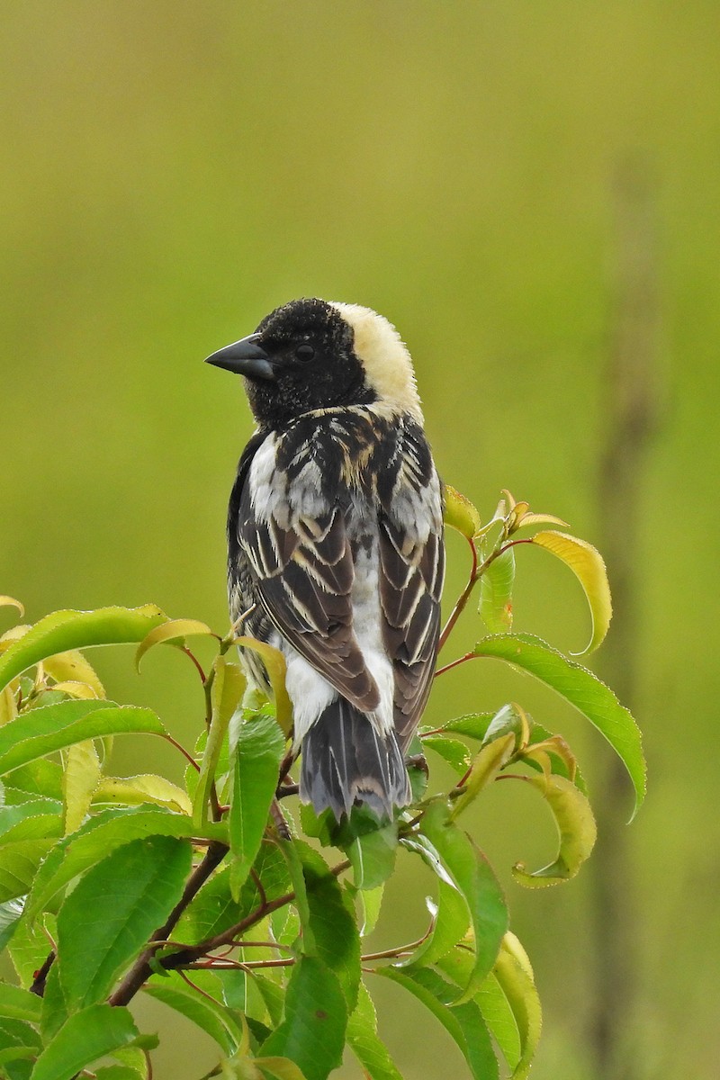 Bobolink - ML638250487