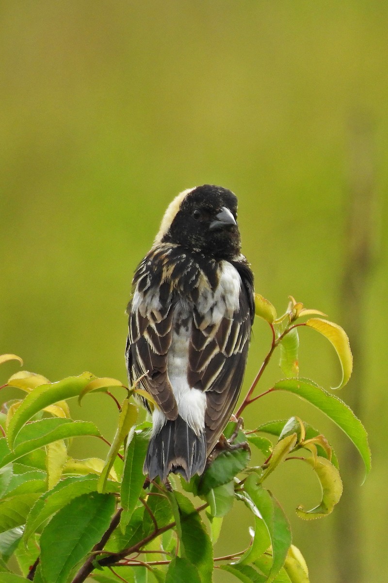 Bobolink - ML638250488