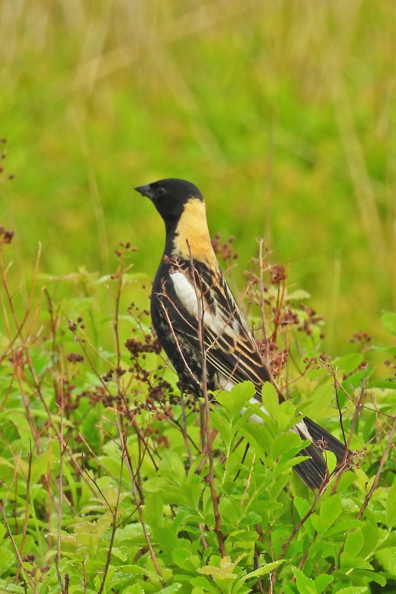 Bobolink - ML638250489