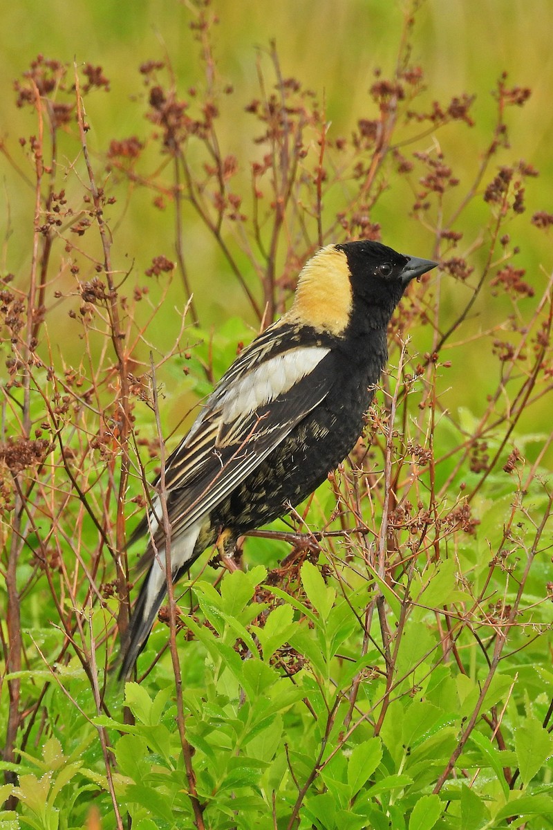 Bobolink - ML638250490
