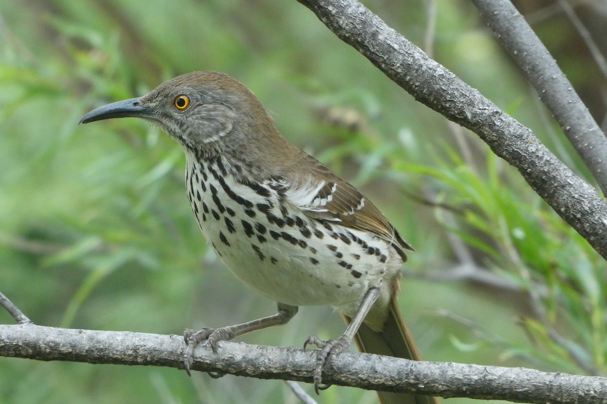 Long-billed Thrasher - ML638250491