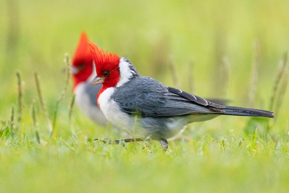 Red-crested Cardinal - ML638250498
