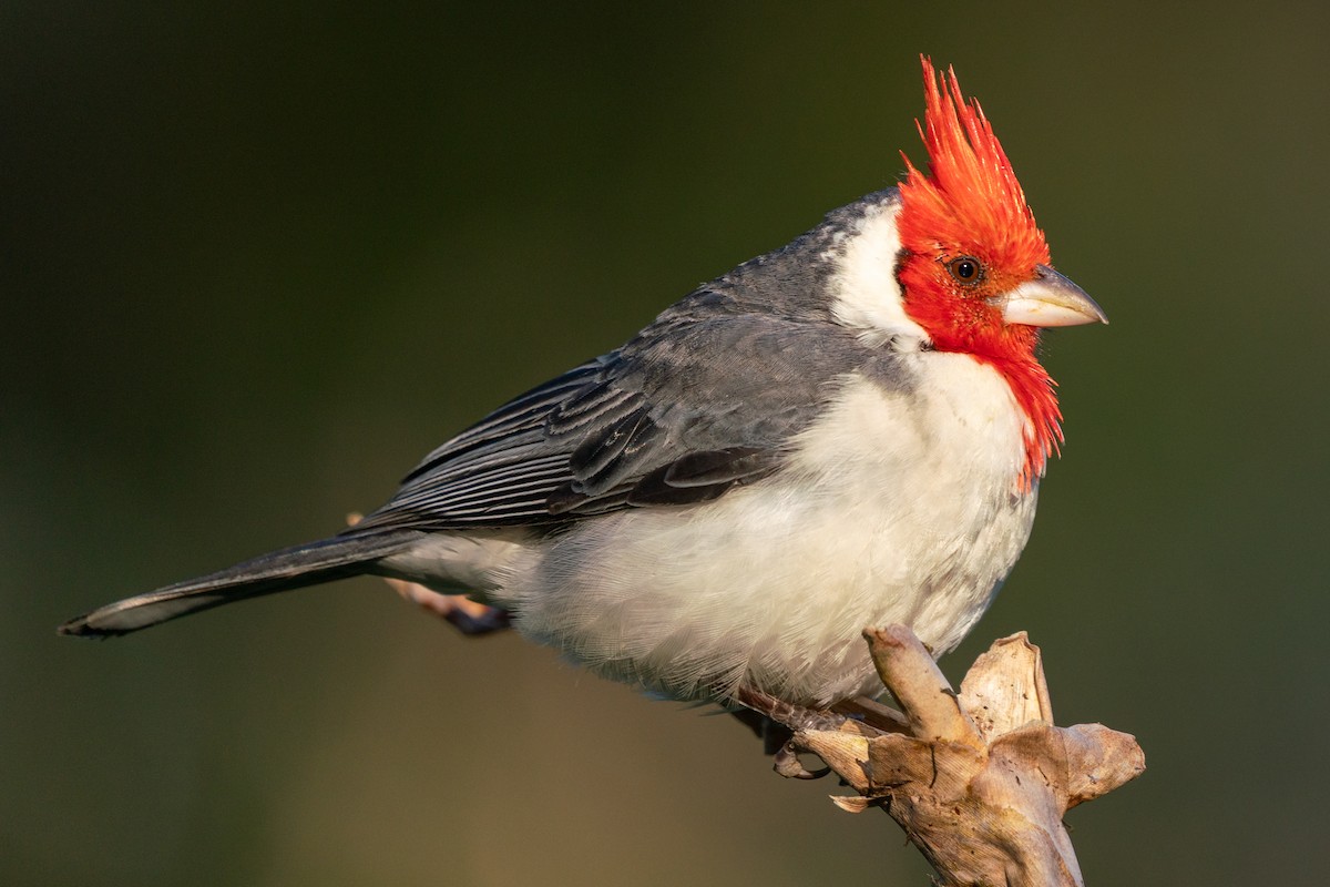 Red-crested Cardinal - ML638250499