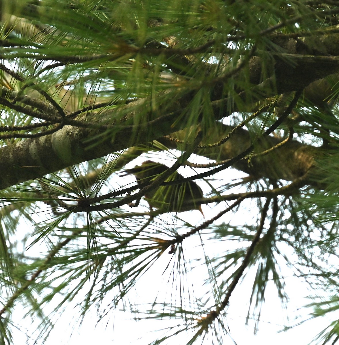 Northern House Wren - ML638250501