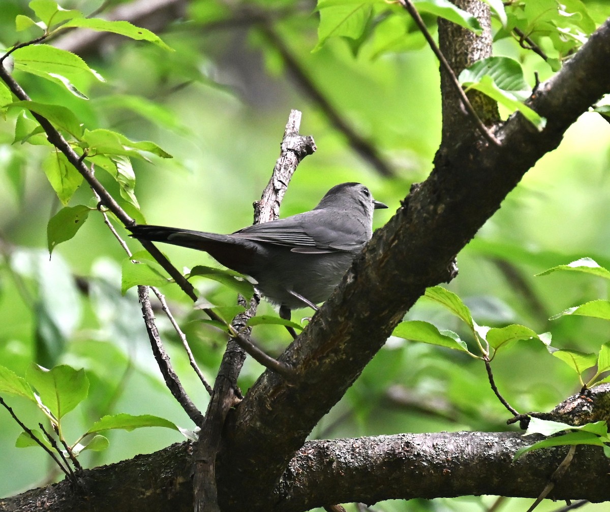 Кошачий пересмешник - ML638250510