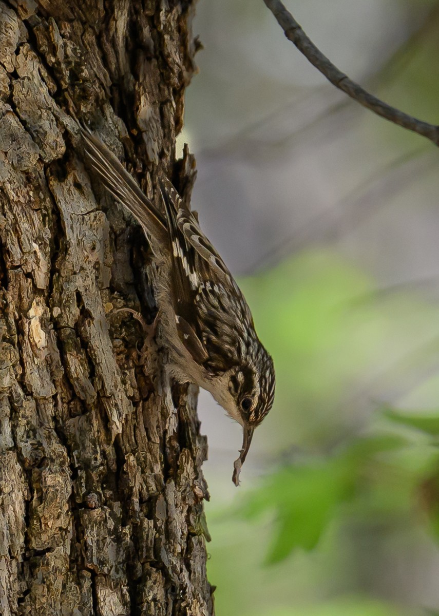 Brown Creeper - ML638250515