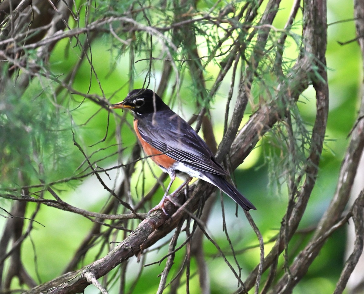 Странствующий дрозд - ML638250517