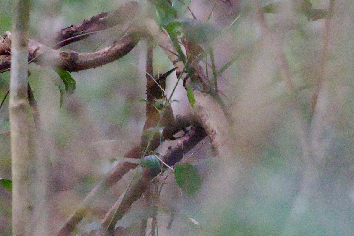 Cocoa Woodcreeper - ML638250523
