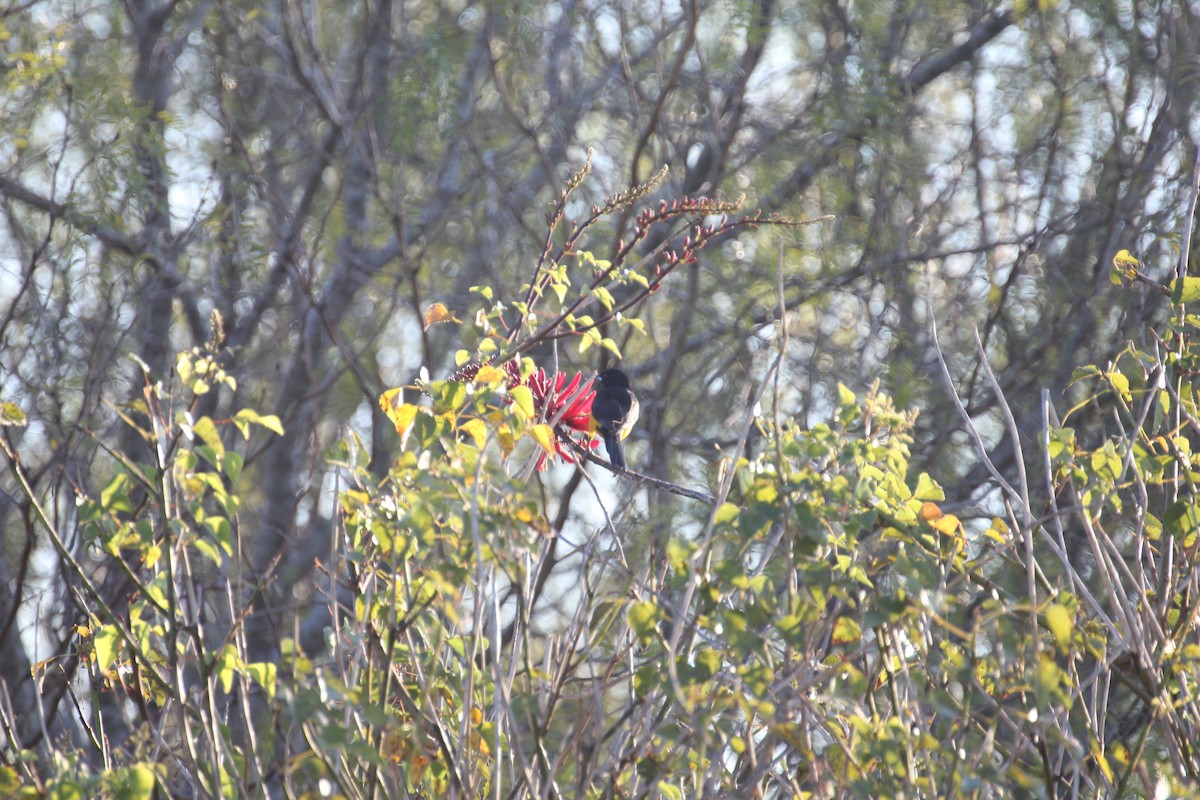 Black-vented Oriole - ML638250526