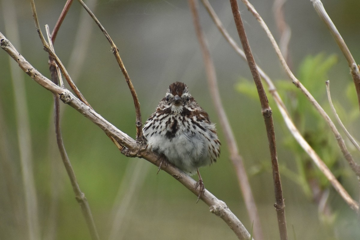 Song Sparrow - ML638250535