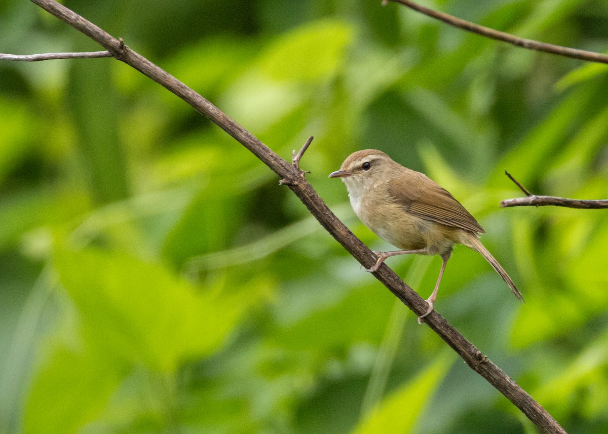 Brownish-flanked Bush Warbler (Taiwan) - ML638250537