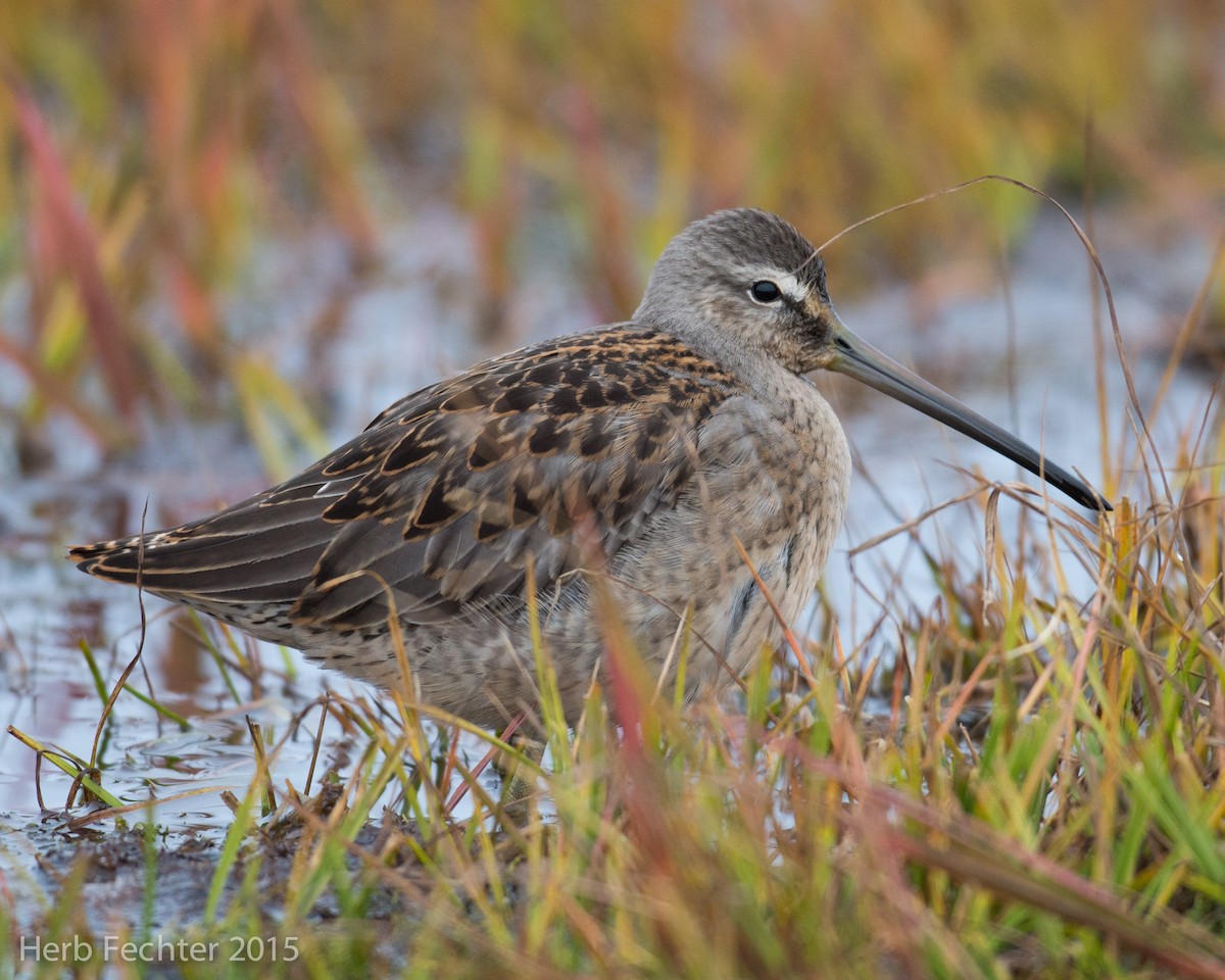 Long-billed Dowitcher - ML638250550