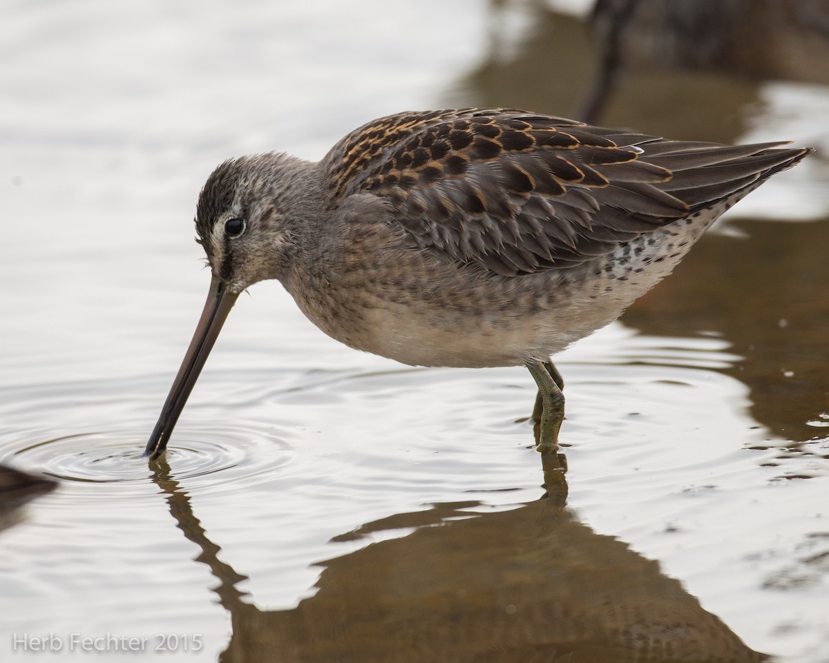 Long-billed Dowitcher - ML638250551