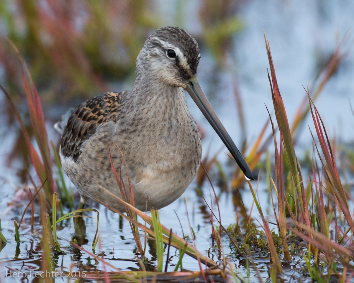 Long-billed Dowitcher - ML638250552