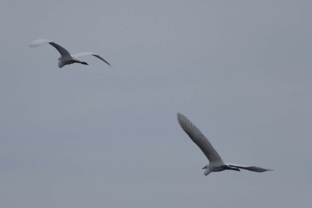 Great Egret - ML638250553