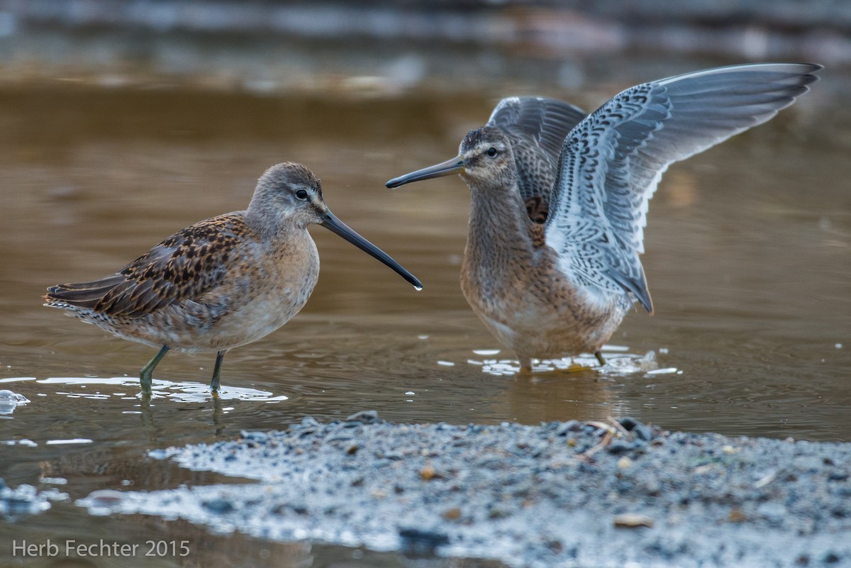 Long-billed Dowitcher - ML638250554