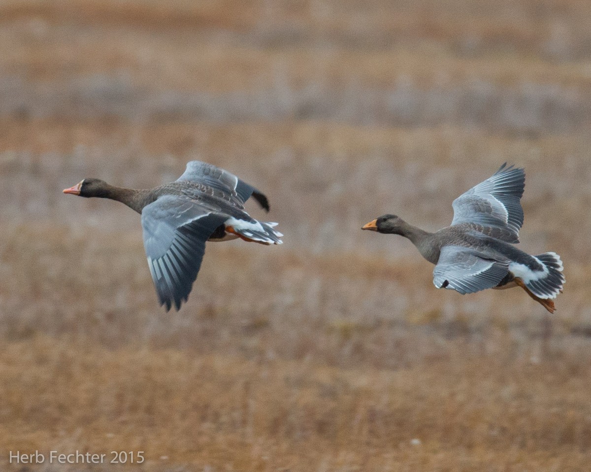 Greater White-fronted Goose (Western) - ML638250555