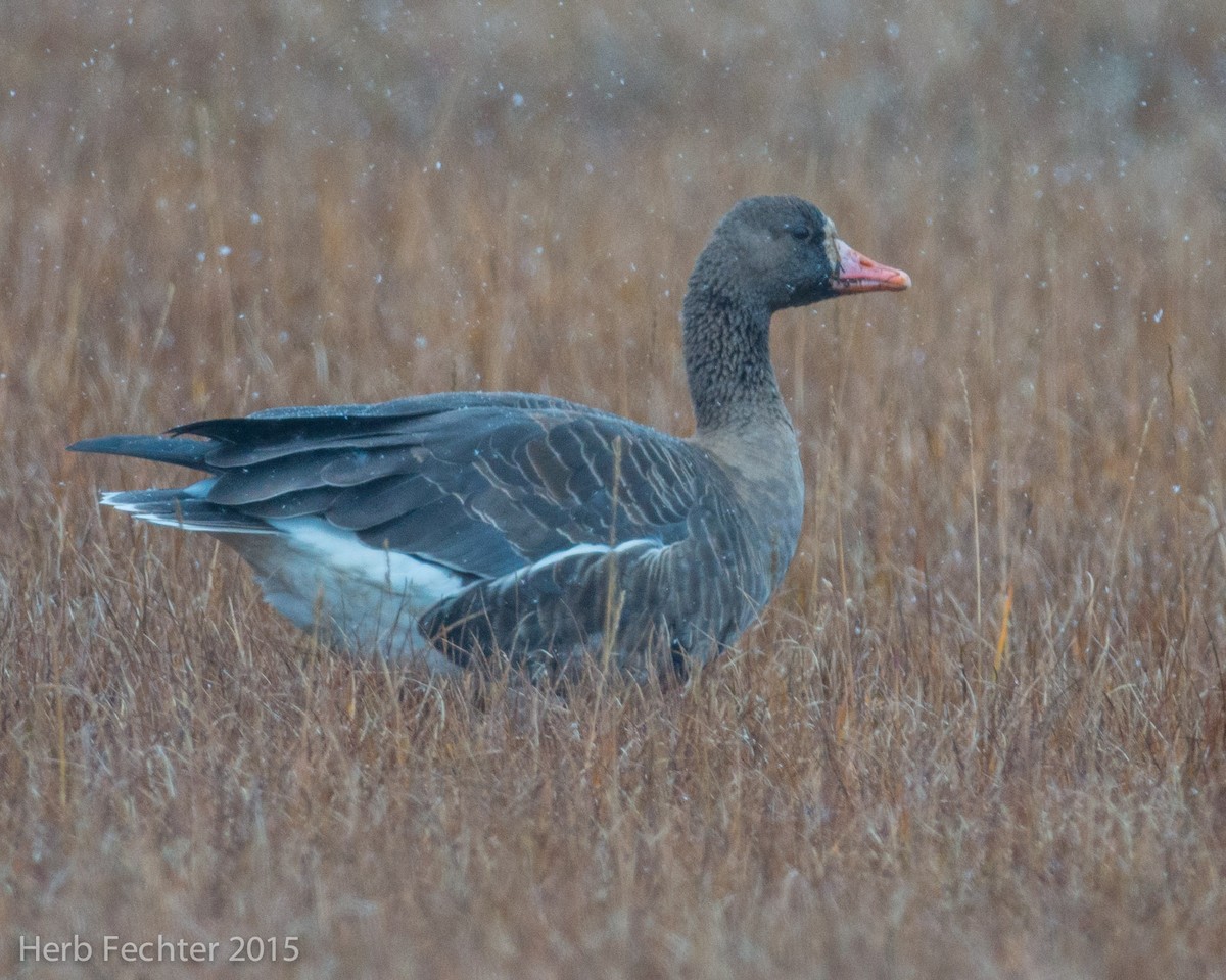 Greater White-fronted Goose (Western) - ML638250556