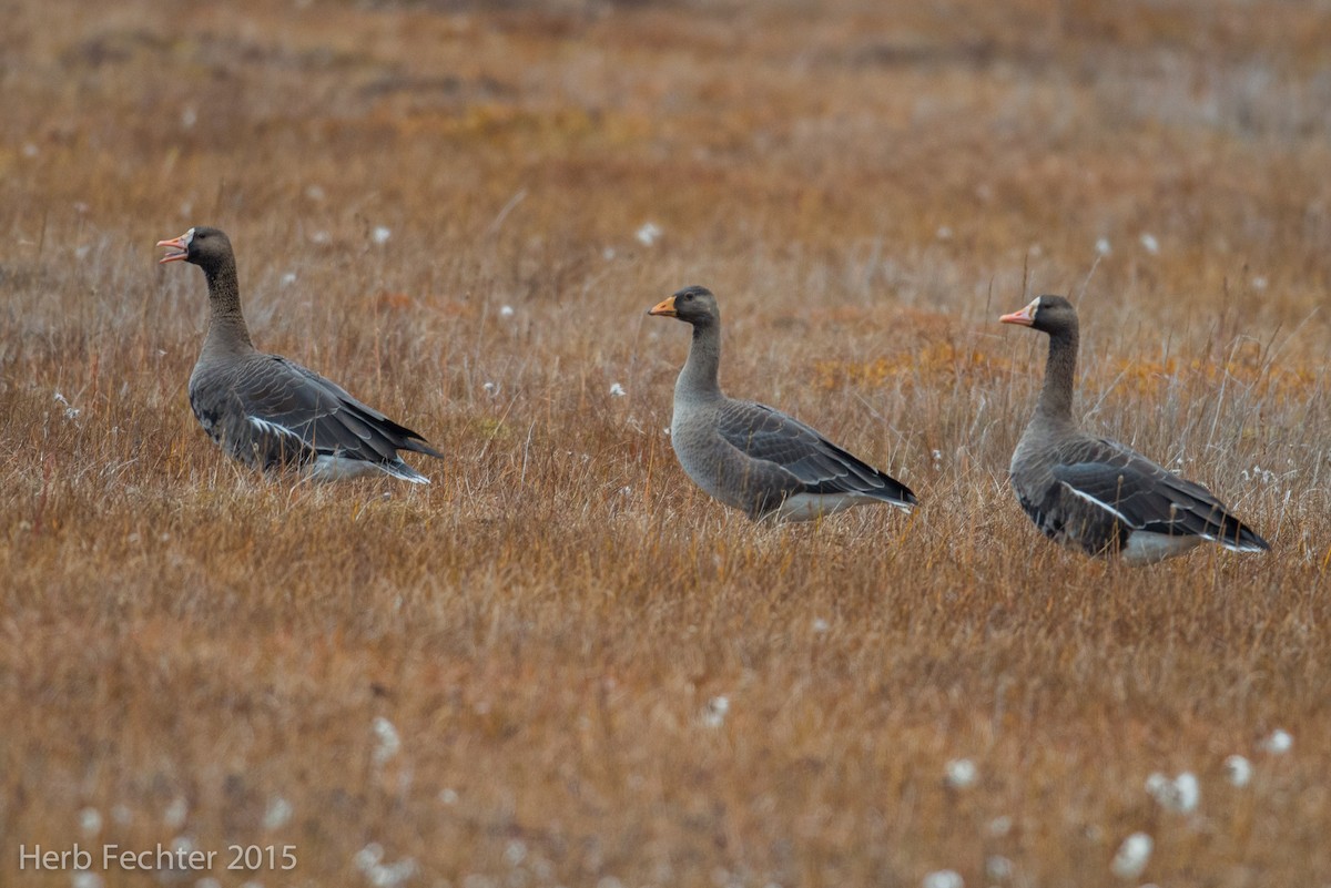 Greater White-fronted Goose (Western) - ML638250557