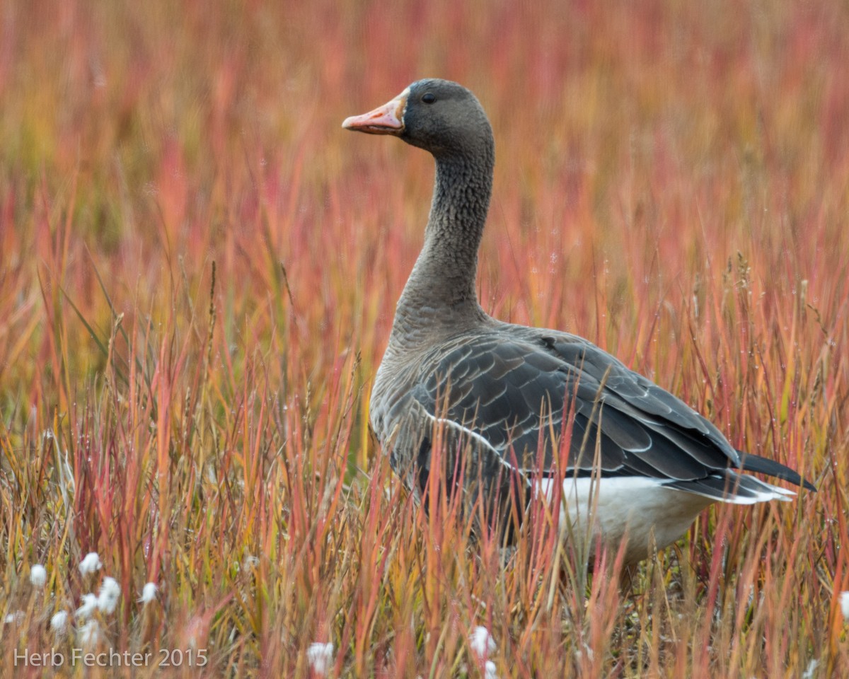 Greater White-fronted Goose (Western) - ML638250558