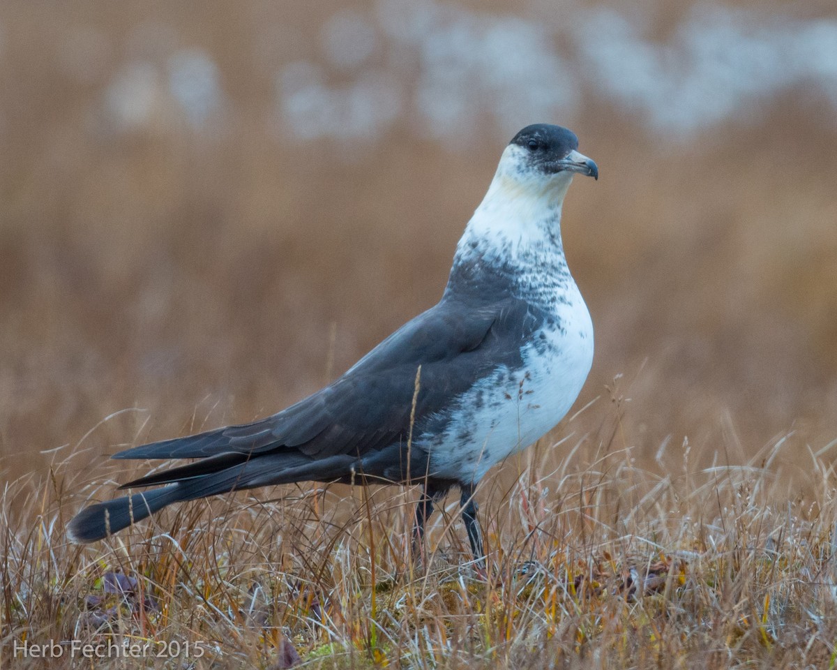 Pomarine Jaeger - ML638250565