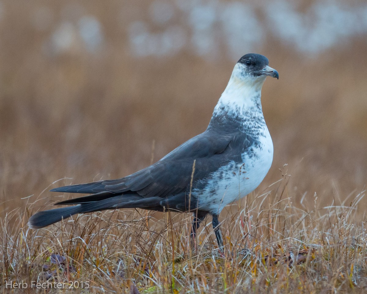 Pomarine Jaeger - ML638250566