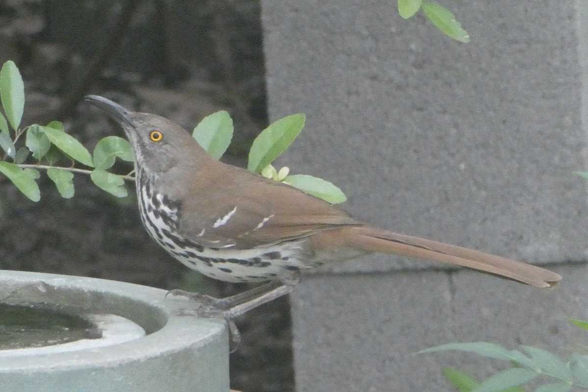 Long-billed Thrasher - ML638250567