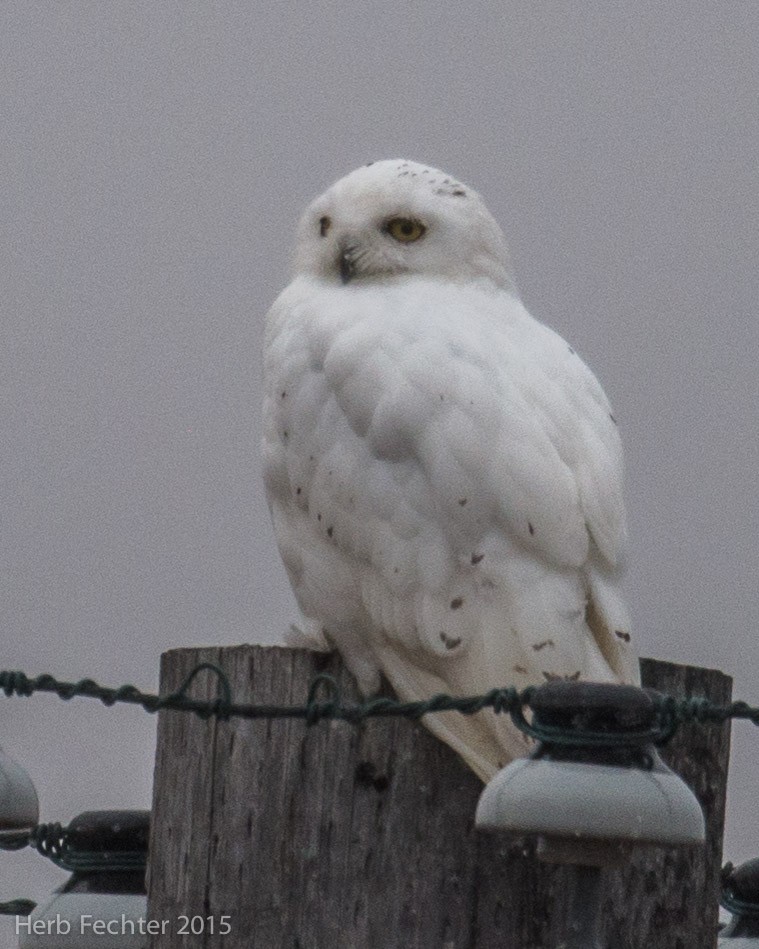 Snowy Owl - ML638250592