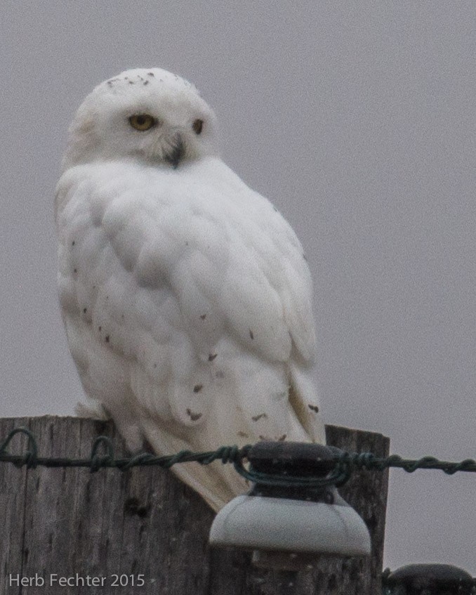 Snowy Owl - ML638250593