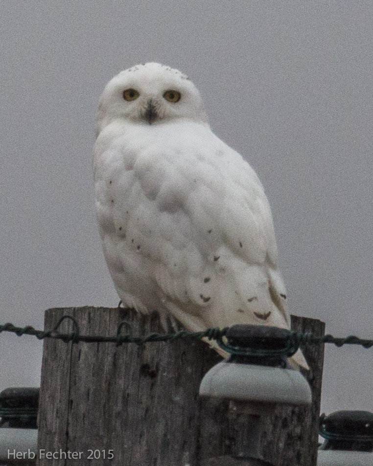 Snowy Owl - ML638250594