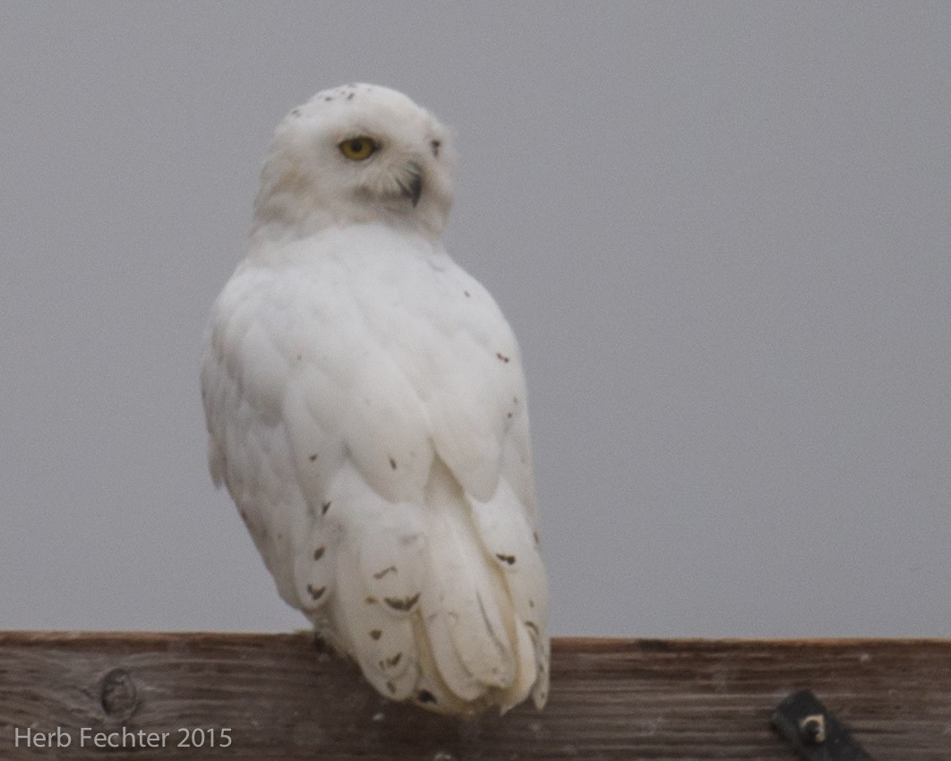 Snowy Owl - ML638250595