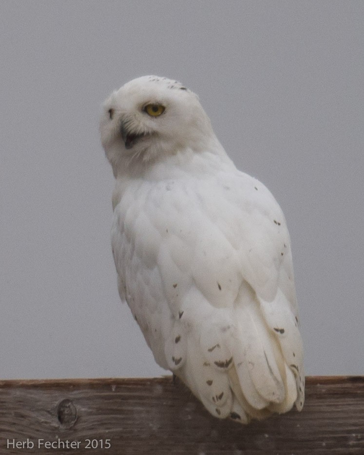 Snowy Owl - ML638250596