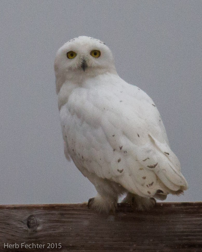 Snowy Owl - ML638250598
