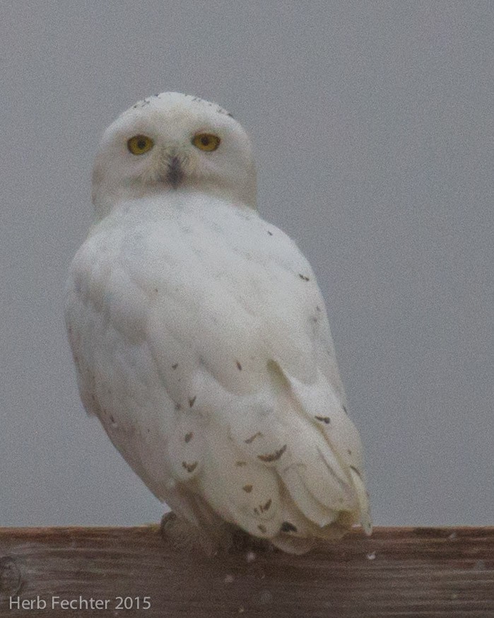 Snowy Owl - ML638250600