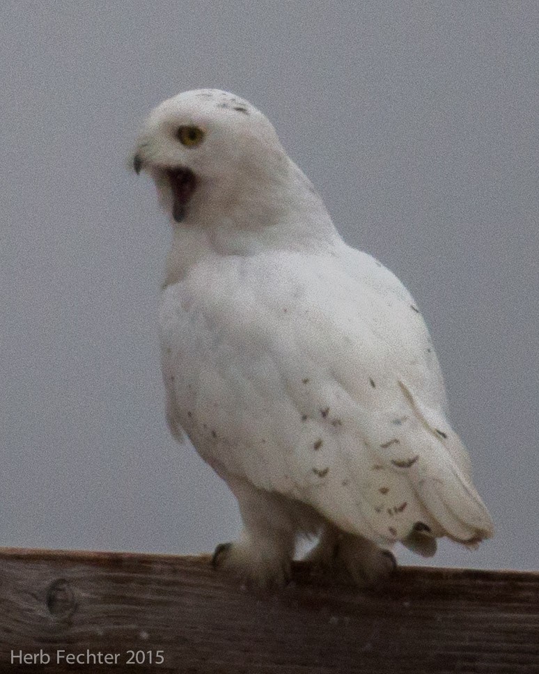 Snowy Owl - ML638250601