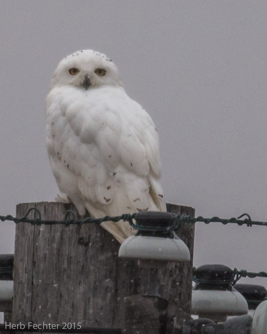 Snowy Owl - ML638250602