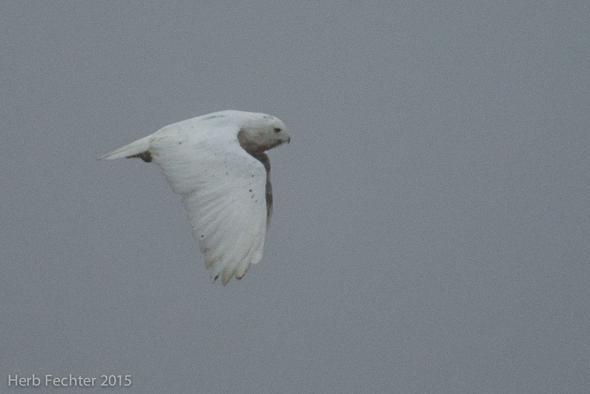 Snowy Owl - ML638250603