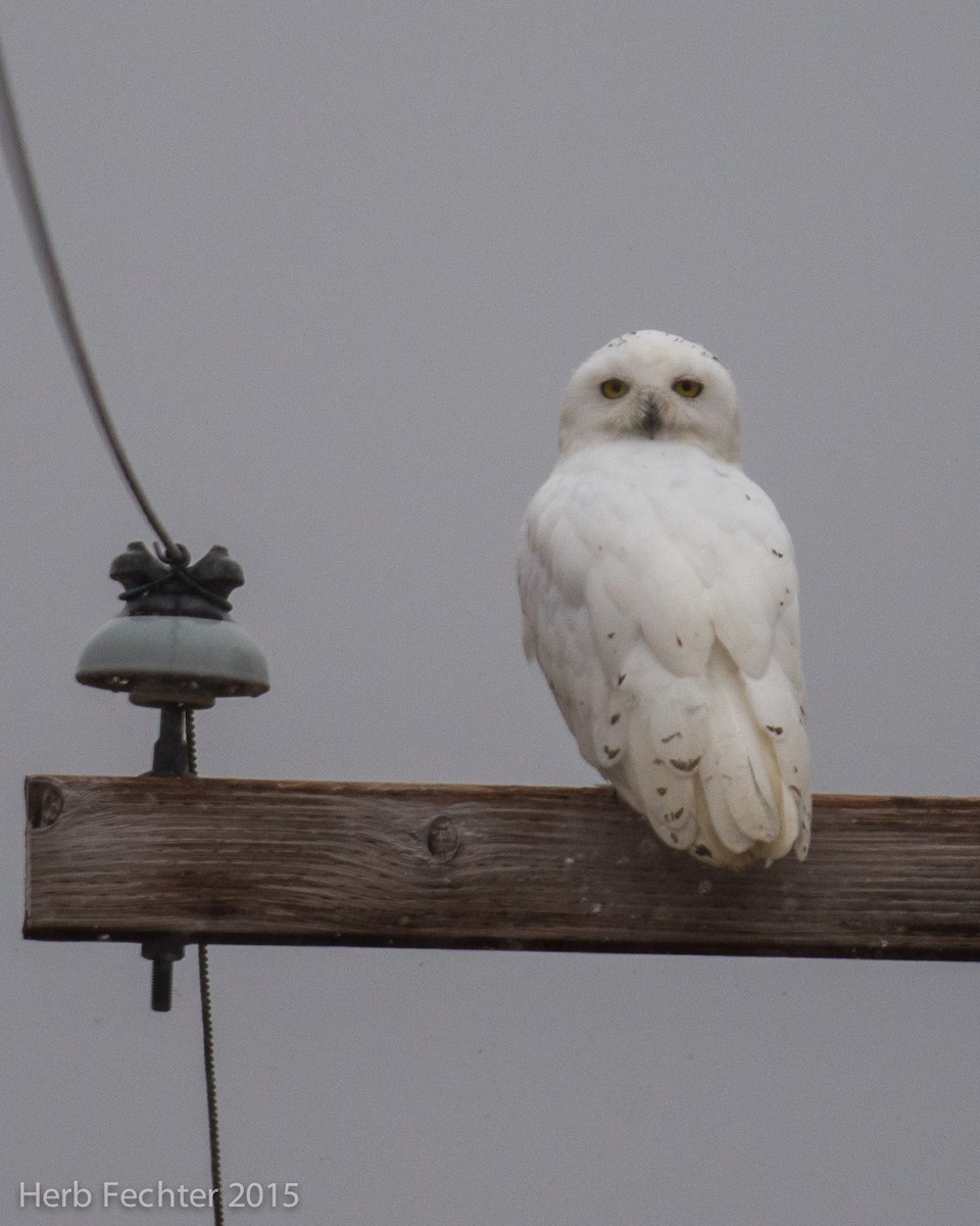 Snowy Owl - ML638250605